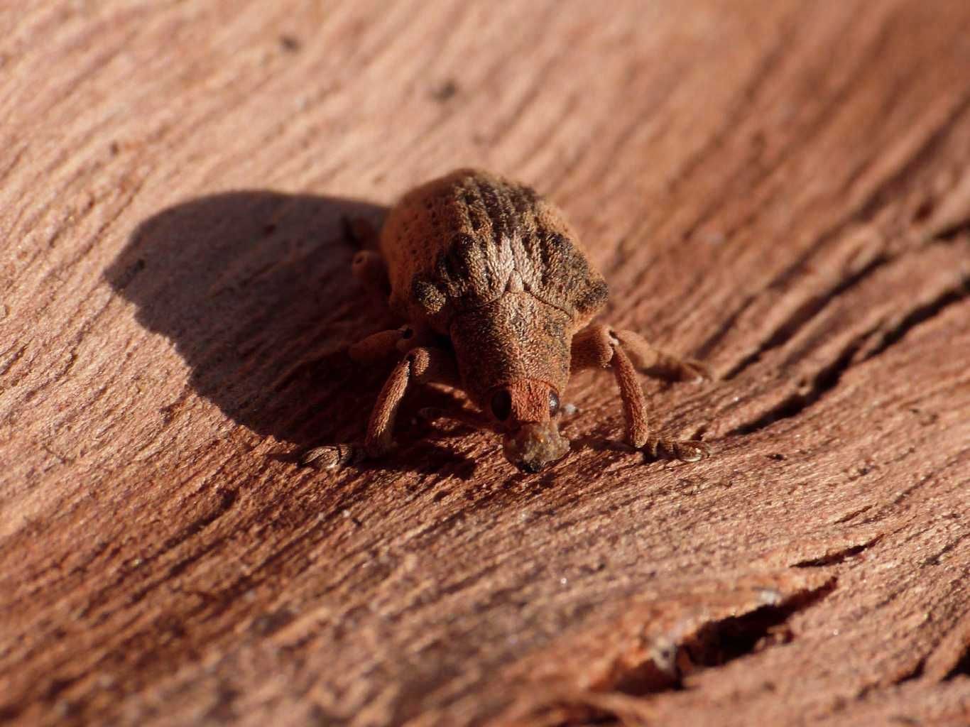 Curculionide vellutato: Gonipterus cf scutellatus